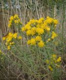 Galatella biflora