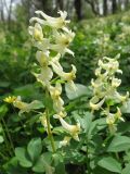 Corydalis marschalliana. Соцветие. Ставропольский край, Благодарненский р-н, окр. с. Шишкино, лес Драгуны. 14.04.2008.