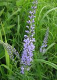 Veronica longifolia. Соцветие. Респ. Коми, г. Сыктывкар, берег р. Сысола, луг. 31.07.2009.