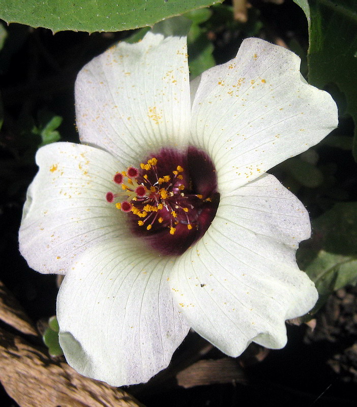 Изображение особи Hibiscus trionum.