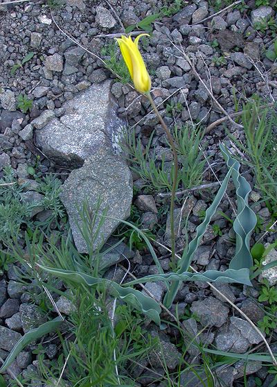 Image of Tulipa corynestemon specimen.