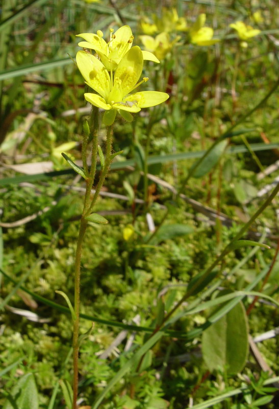 Image of Saxifraga hirculus specimen.