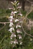 Acanthus mollis