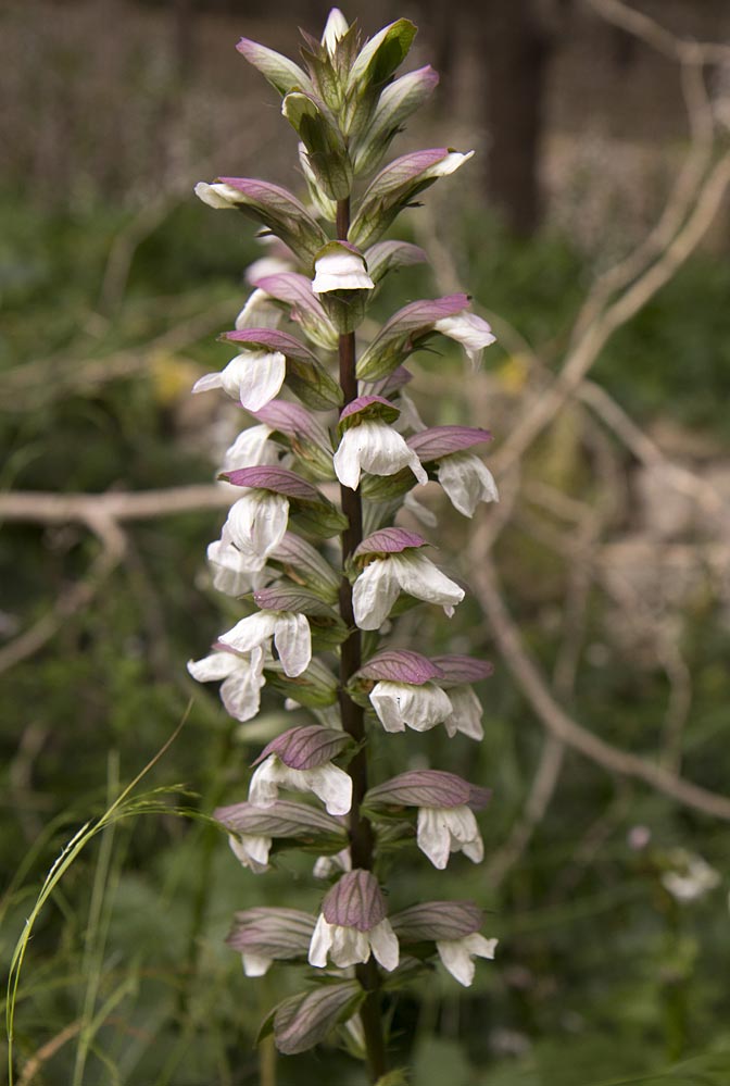 Image of Acanthus mollis specimen.