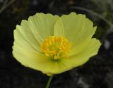 Papaver popovii