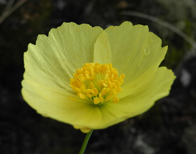 Изображение особи Papaver popovii.