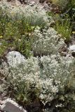 Anaphalis velutina