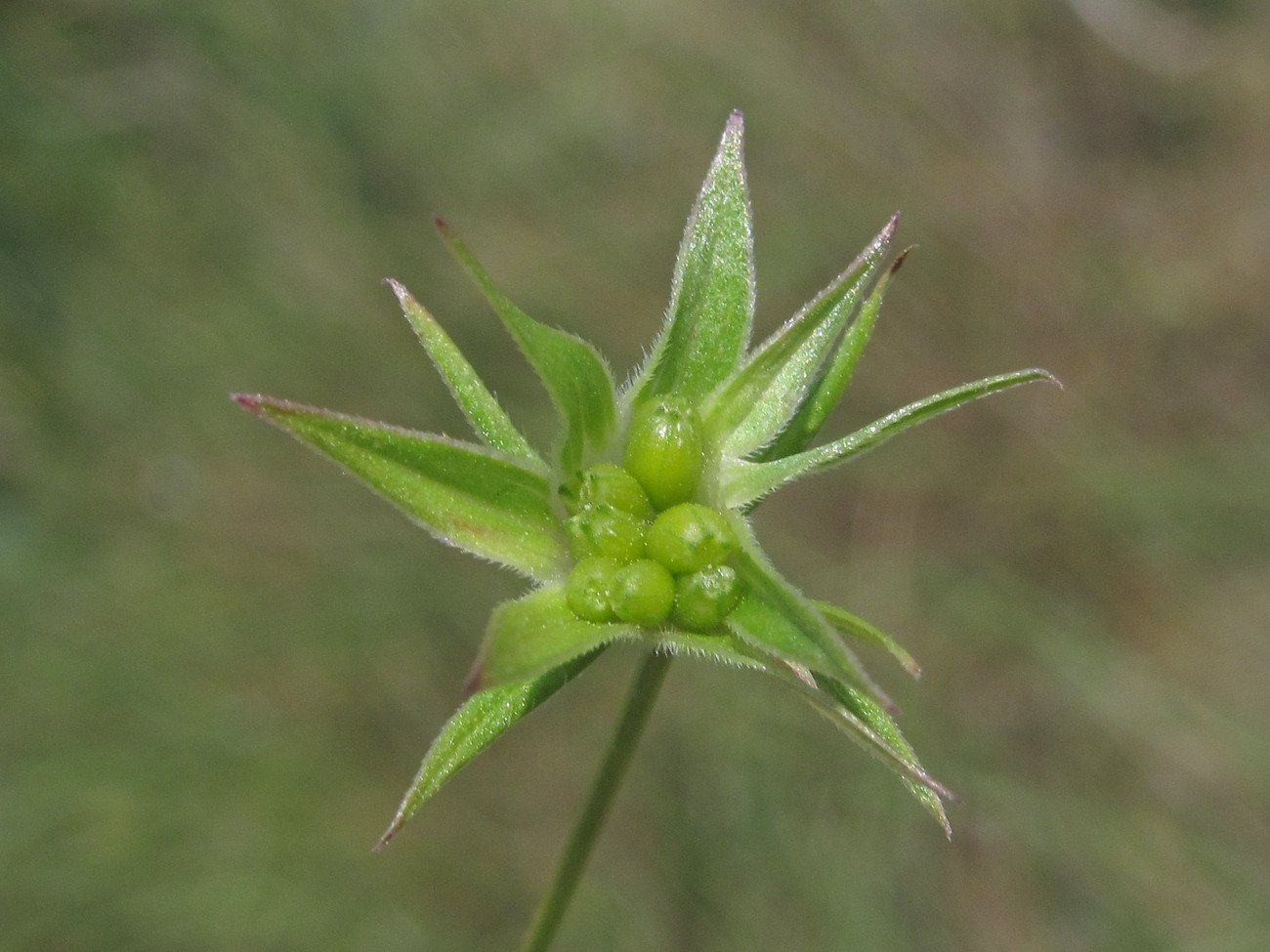 Image of Sherardia arvensis specimen.
