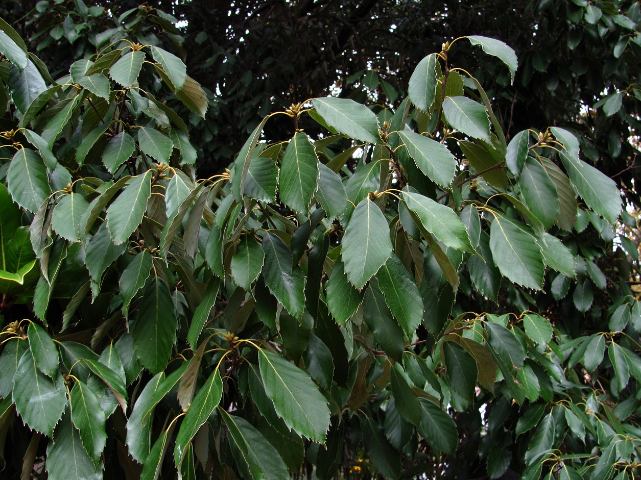 Изображение особи Quercus glauca.