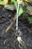Смотреть изображение Dactylorhiza fuchsii