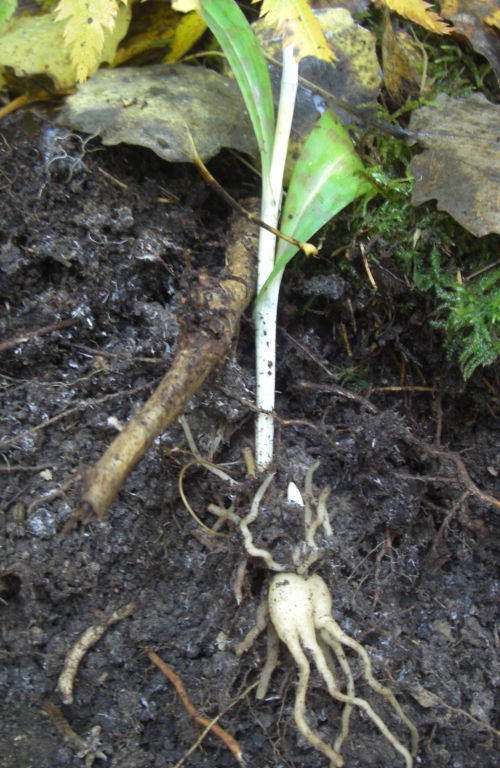 Image of Dactylorhiza fuchsii specimen.