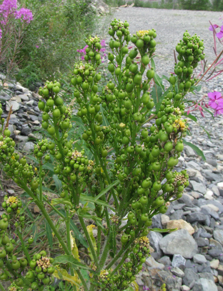 Image of Rorippa barbareifolia specimen.