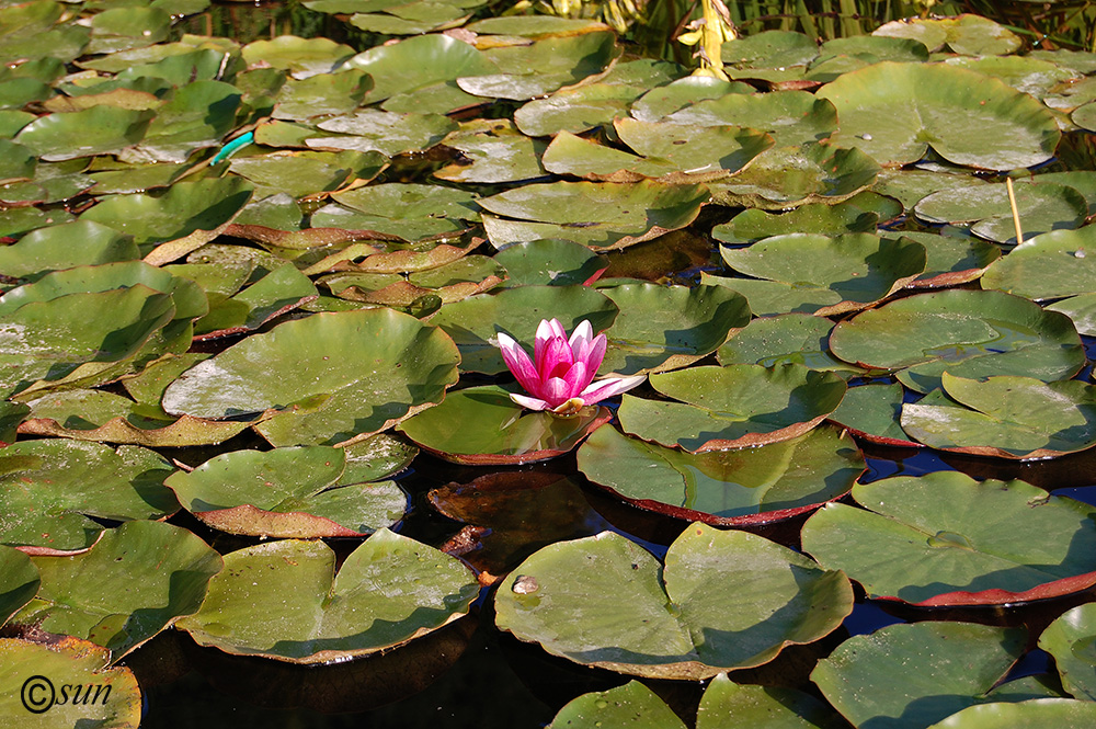 Изображение особи Nymphaea &times; marliacea.