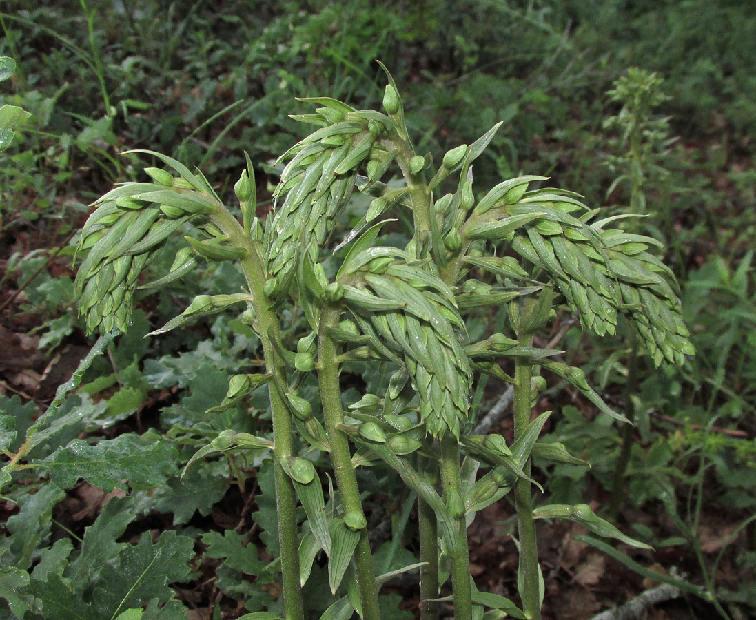 Image of Epipactis krymmontana specimen.