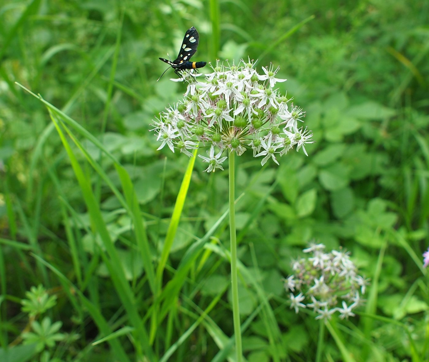 Image of Allium quercetorum specimen.