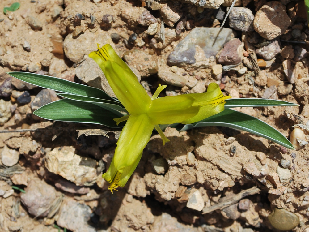Image of Juno tubergeniana specimen.