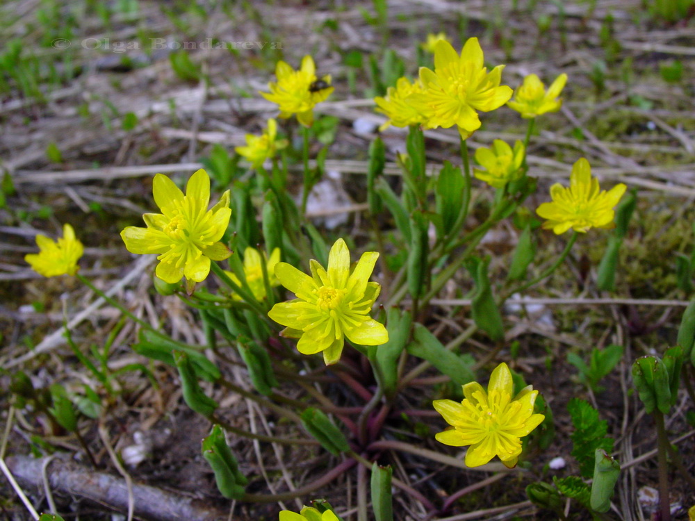 Image of Ranunculus helenae specimen.