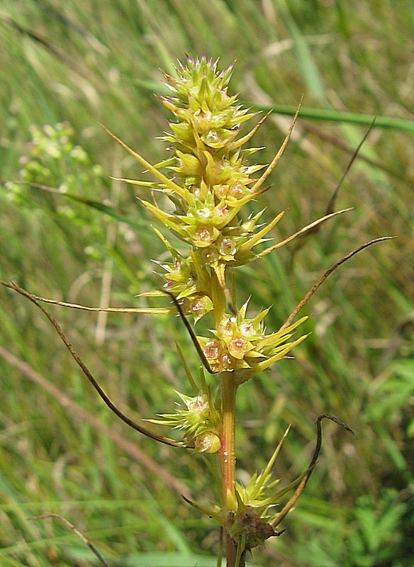 Изображение особи Salsola tragus.