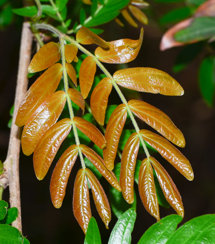 Image of Calliandra haematocephala specimen.