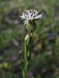 Volutaria canariensis