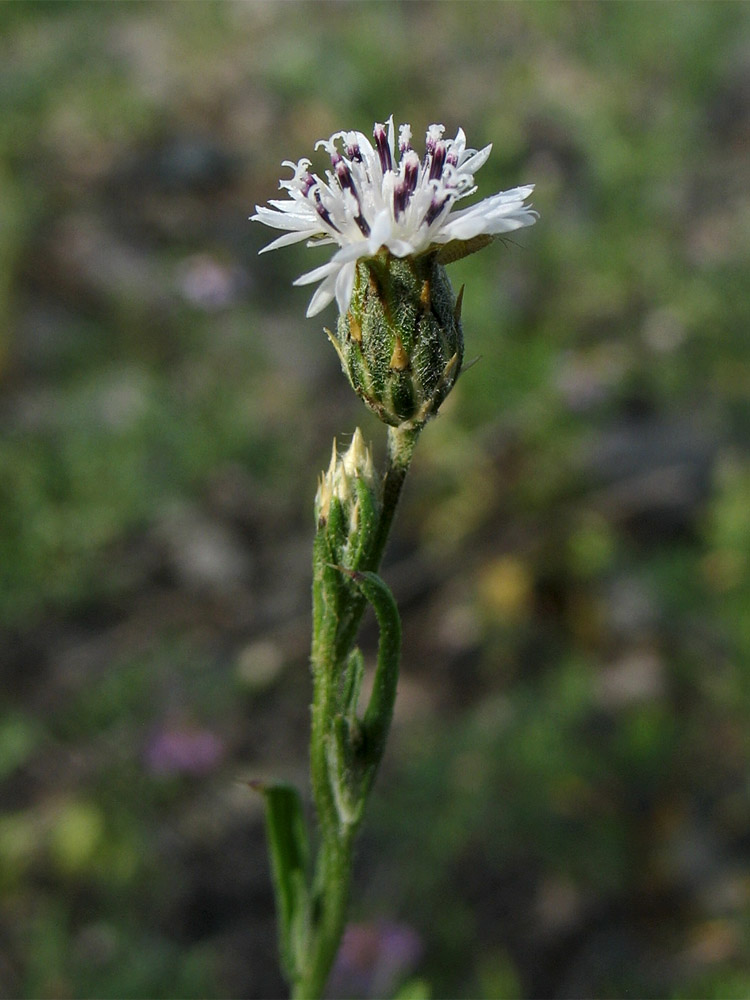 Image of Volutaria canariensis specimen.