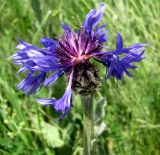 Centaurea czerkessica