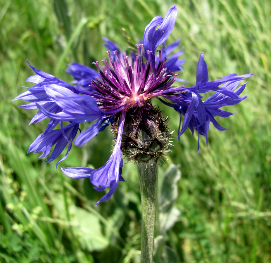 Image of Centaurea czerkessica specimen.