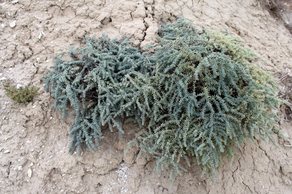 Image of Suaeda microphylla specimen.