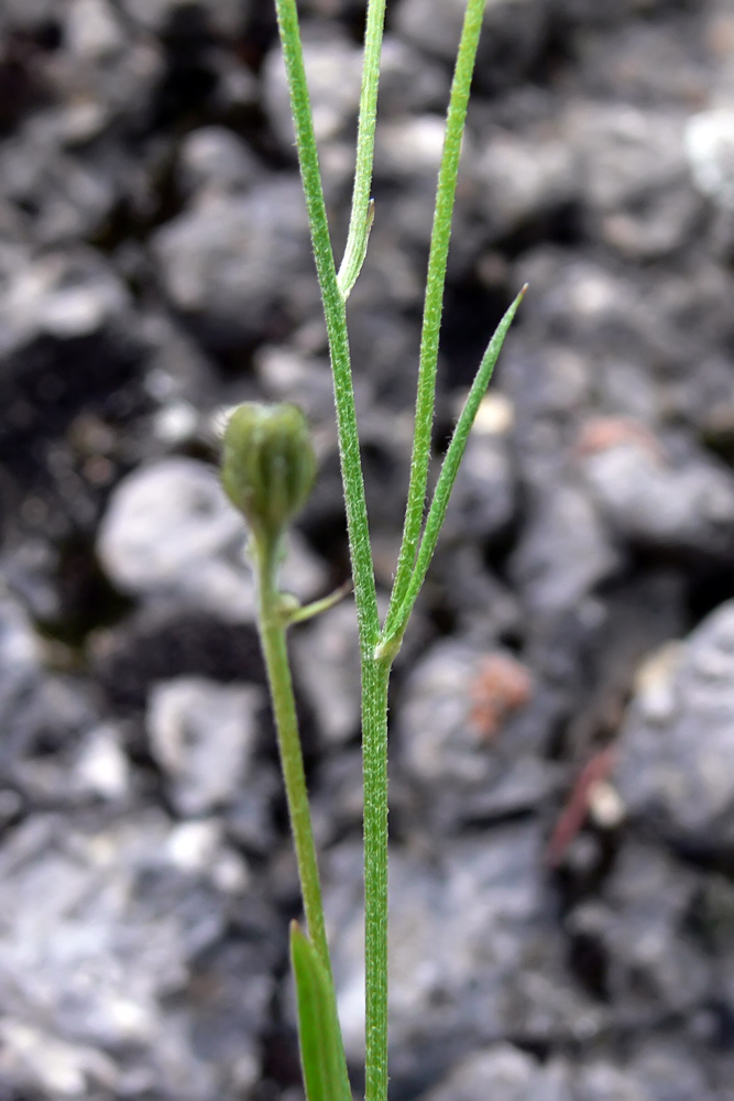 Изображение особи Crepis tectorum.