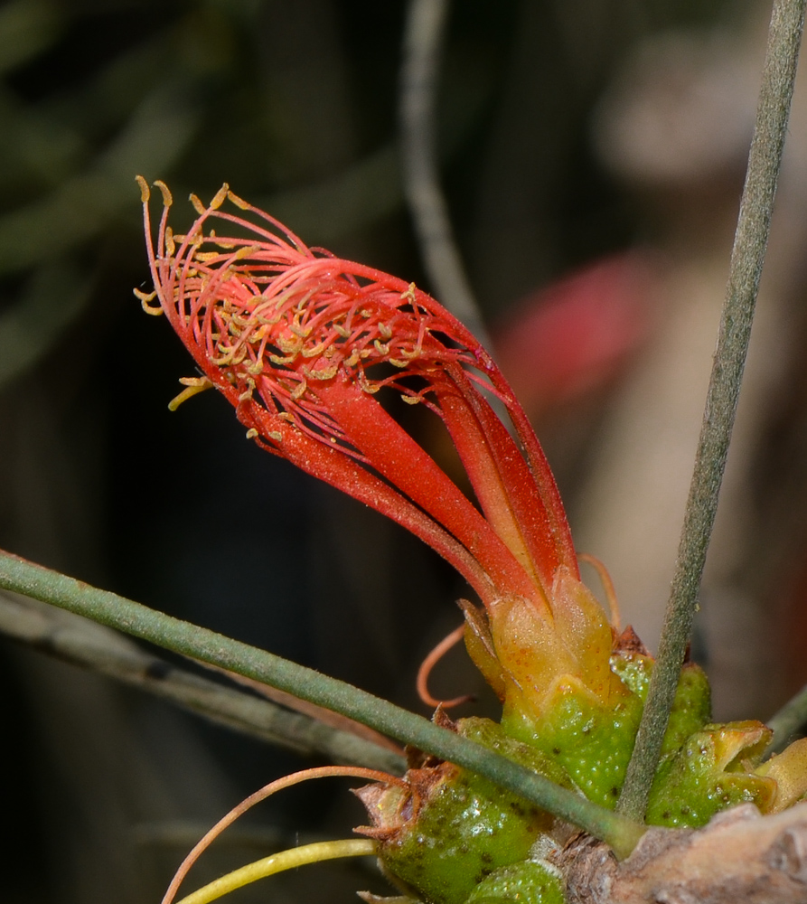 Изображение особи Calothamnus gilesii.