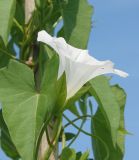 Calystegia sepium