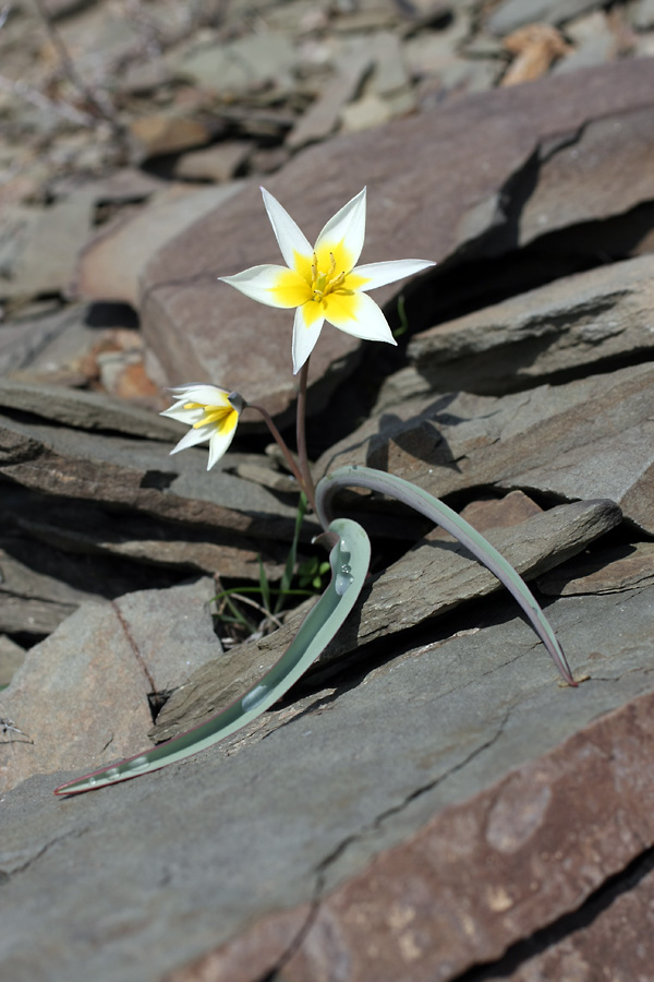 Image of Tulipa orthopoda specimen.