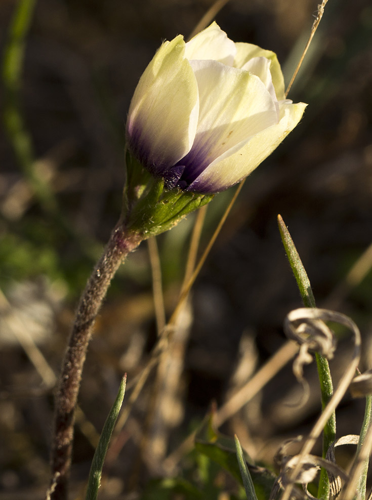 Изображение особи Anemone coronaria.