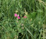 Lathyrus tuberosus