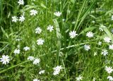 Stellaria graminea