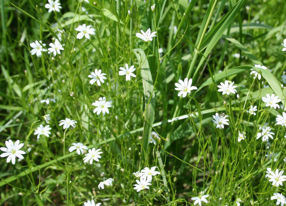 Image of Stellaria graminea specimen.