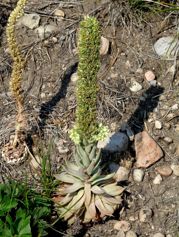 Изображение особи Orostachys spinosa.