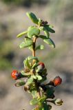 Lycium dasystemum