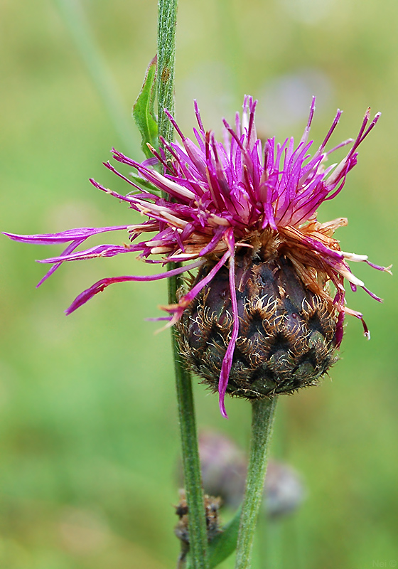 Image of Centaurea scabiosa specimen.