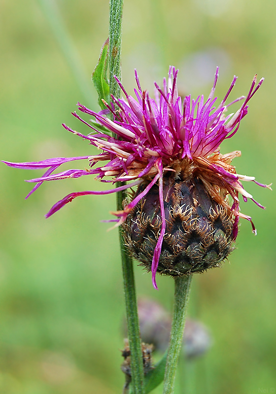 Изображение особи Centaurea scabiosa.