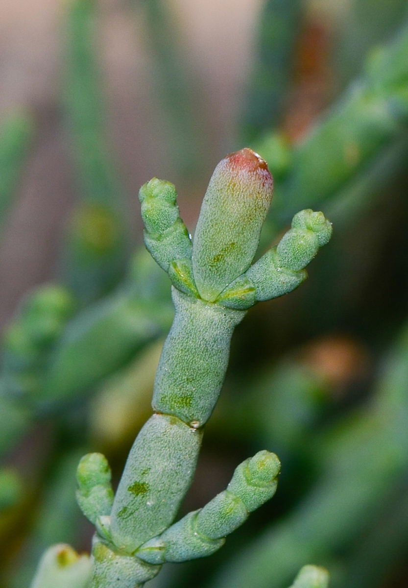 Image of Arthrocnemum macrostachyum specimen.