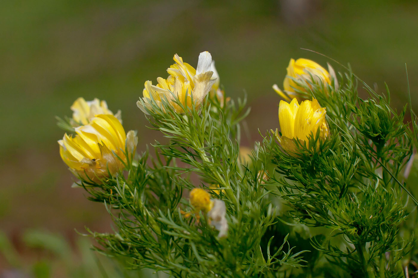 Изображение особи Adonis vernalis.