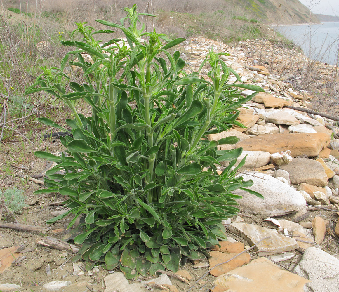 Image of Silene densiflora specimen.