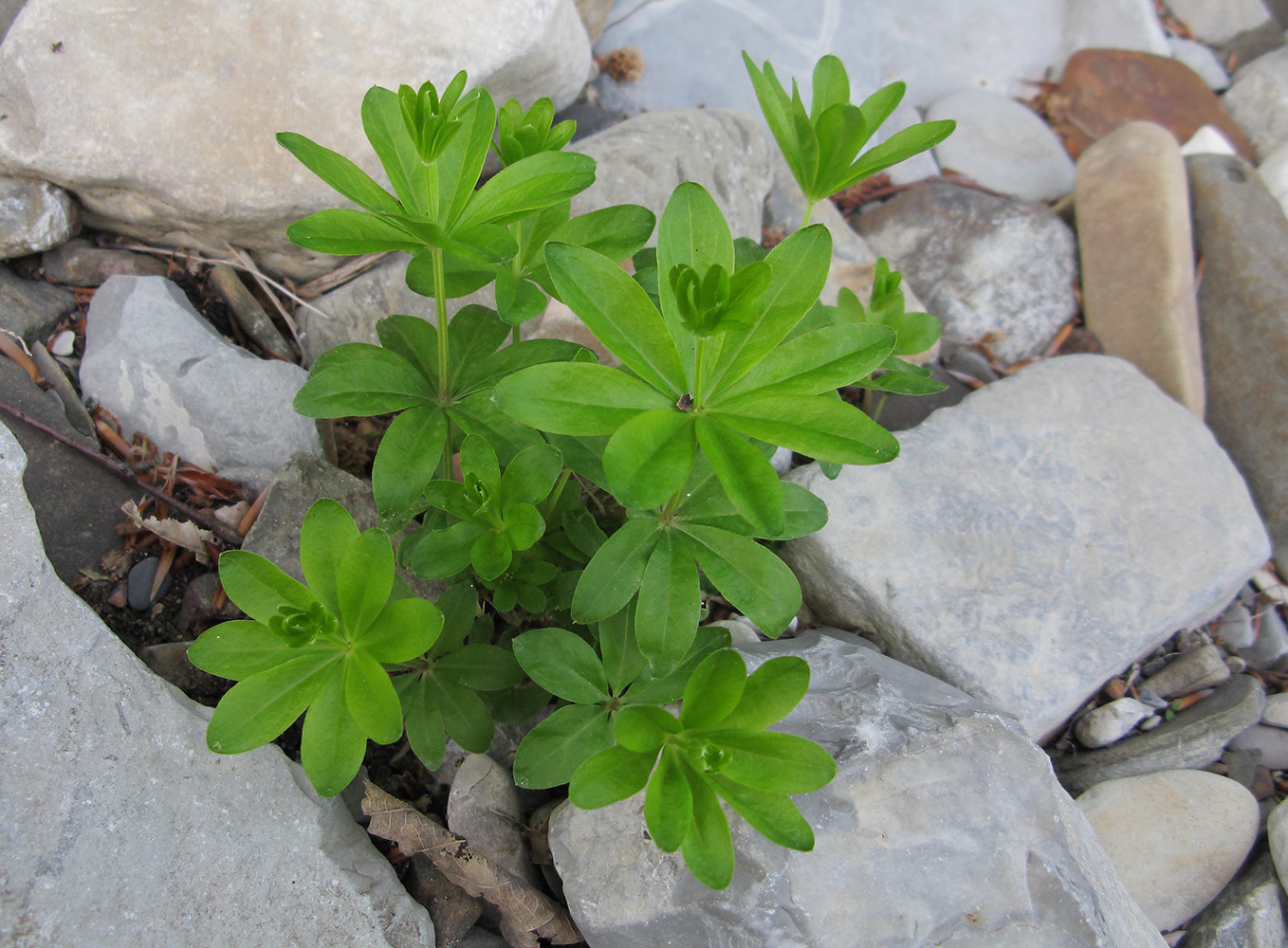 Изображение особи Galium odoratum.