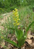 Orchis punctulata. Цветущее растение. Крым, окр. Балаклавы, поляна в пушистодубовом лесу. 30 апреля 2016 г.