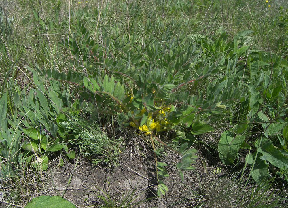 Изображение особи Astragalus pubiflorus.