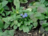 genus Myosotis. Цветущее растение. Москва, ботанический сад МГУ \"Аптекарский огород\", в культуре. 23.04.2016.