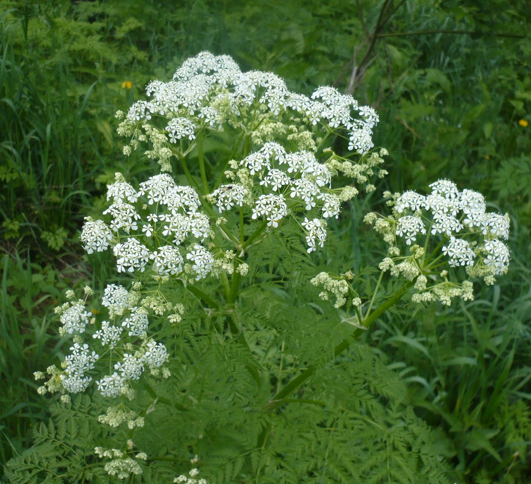 Изображение особи Anthriscus sylvestris.