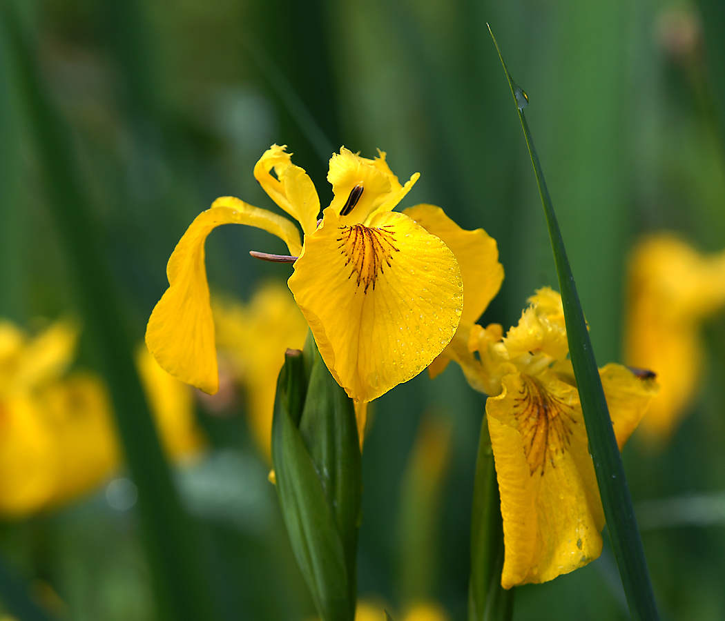 Изображение особи Iris pseudacorus.