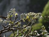 Maackia amurensis. Ветвь с побегами. Приморье, окр. г. Находка, мыс Пассека, на скалистом обрыве. 29.05.2016.